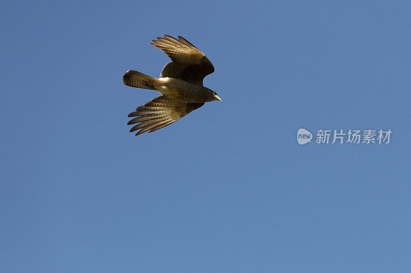 Chimango Caracara (Milvago ximango)